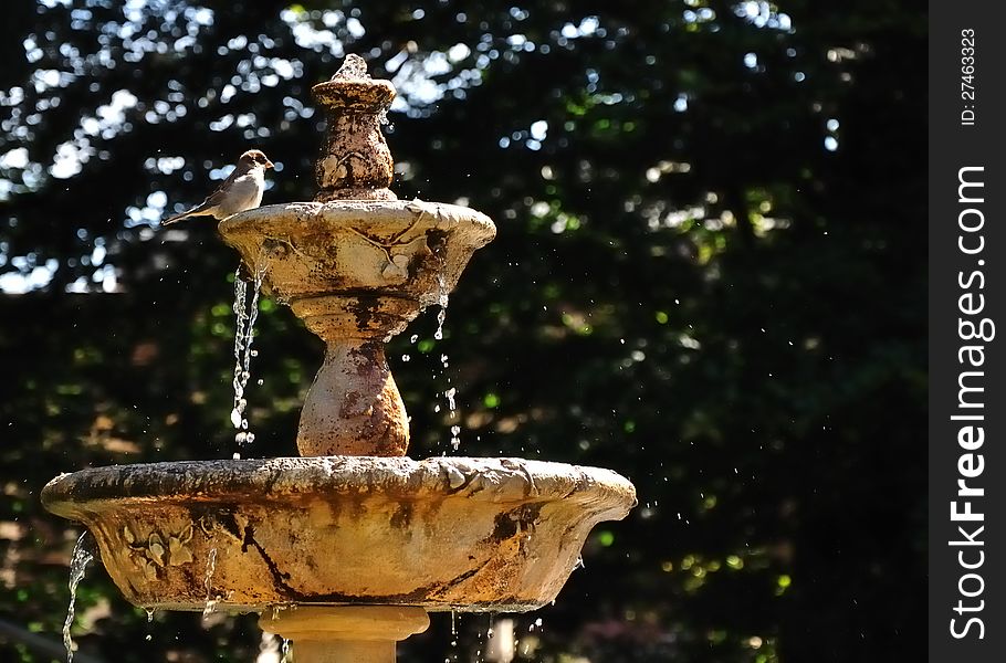 A common sparrow playing in a water fountain. A common sparrow playing in a water fountain.