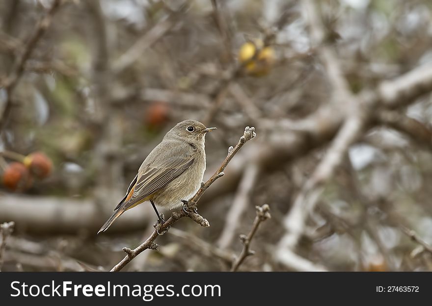 Black redstart is perching on a tree branch