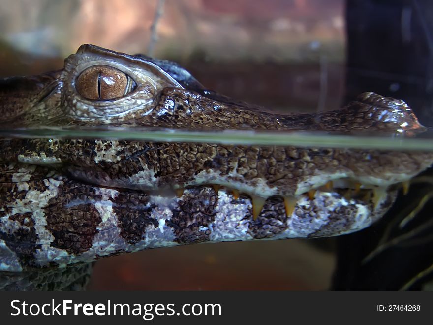 Alligator head close up in aquarium