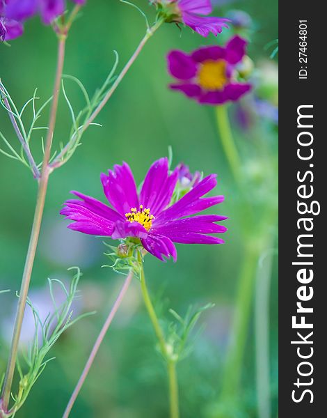 Summer flowers on meadow