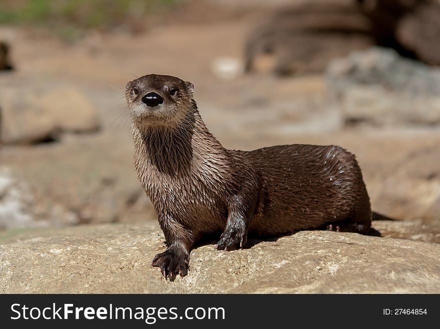 Otter sunbathing in the sun at the zoo