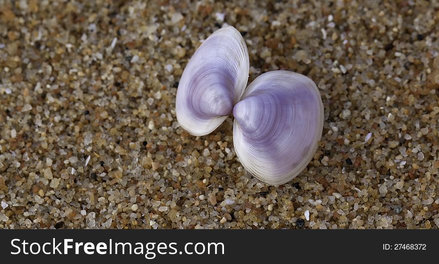 Purple shells on a beach.