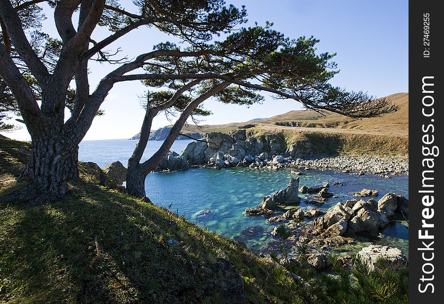 Burial pine Gamow Cape Peninsula Astafieva,. Burial pine Gamow Cape Peninsula Astafieva,