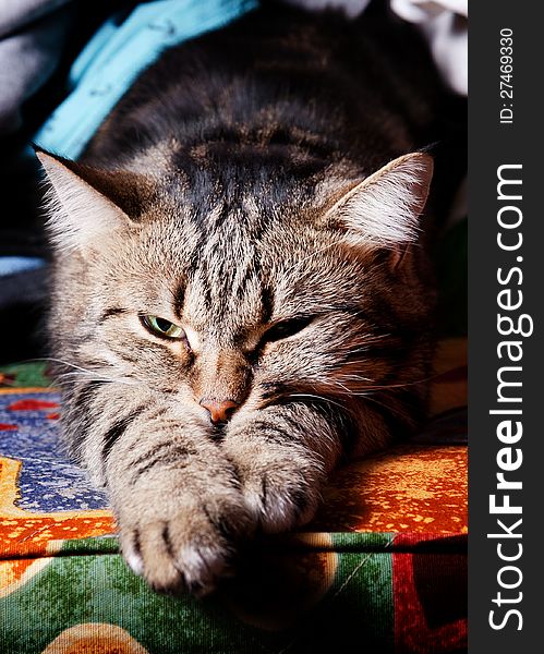 Beautiful cat relaxing on sofa