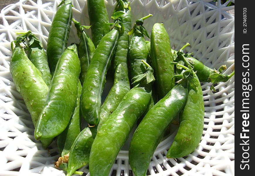 Fresh green pods of peas lay in a plate