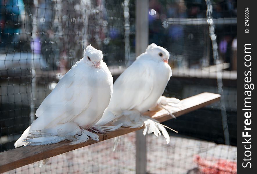 Two white decorative pigeon sitting on a perch