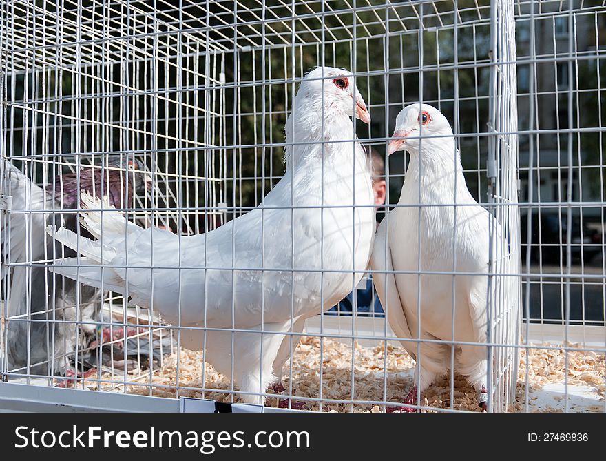 Two white decorative dove in a cage