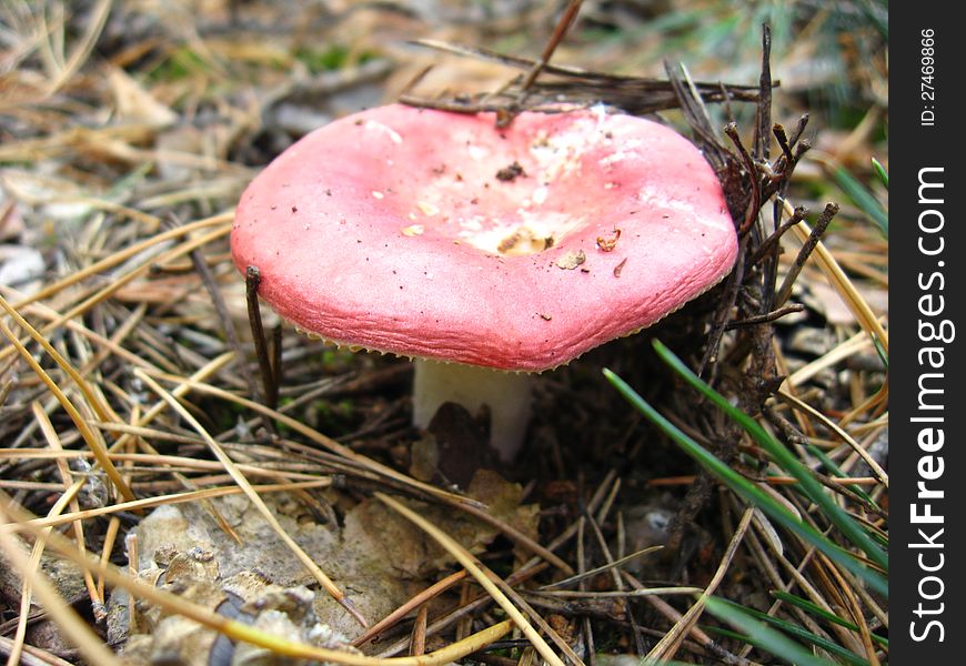 Some nice mushroom in the autumn forest. Some nice mushroom in the autumn forest