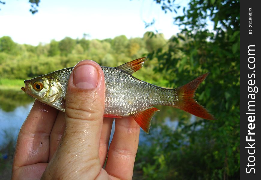 Rudd In The Hand