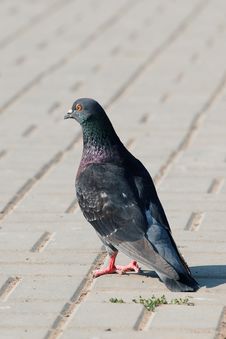 Lonely Pigeon Standing On A Claw In Paved Street Stock Photo