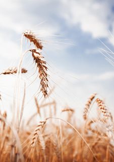 Golden Wheat Ear On A Blue Sky Royalty Free Stock Photo Golden Wheat Ear On A Blue Sky Royalty Free Stock Photo