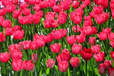 Bright Red Tulips Royalty Free Stock Photo