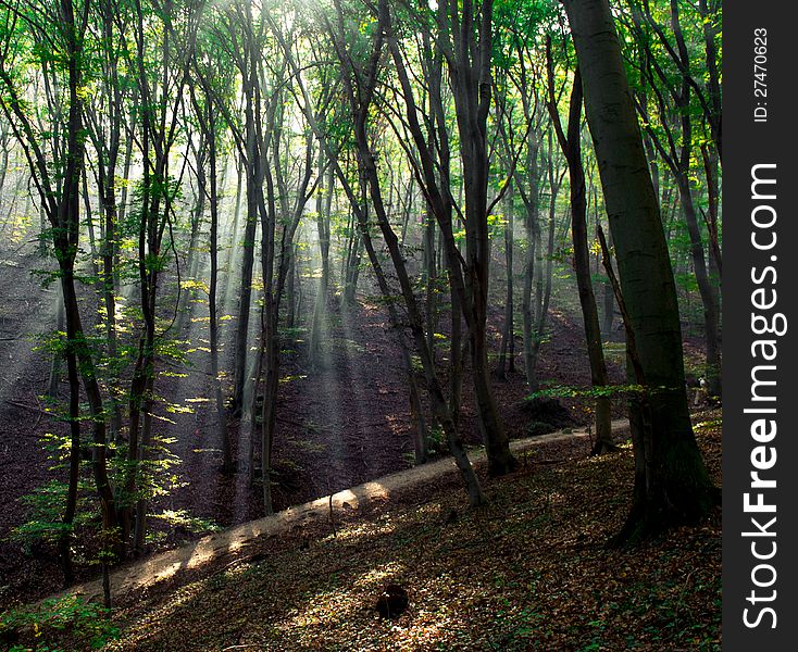 Light beam in a deep forest, in Hungary