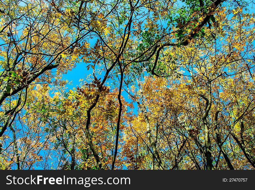 Autumn trees above the tourists path in a deep forest. Autumn trees above the tourists path in a deep forest