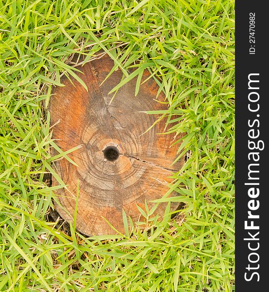 Stump in green grass.