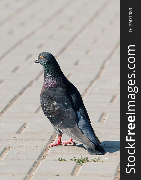 A lonely pigeon standing on a claw in paved street