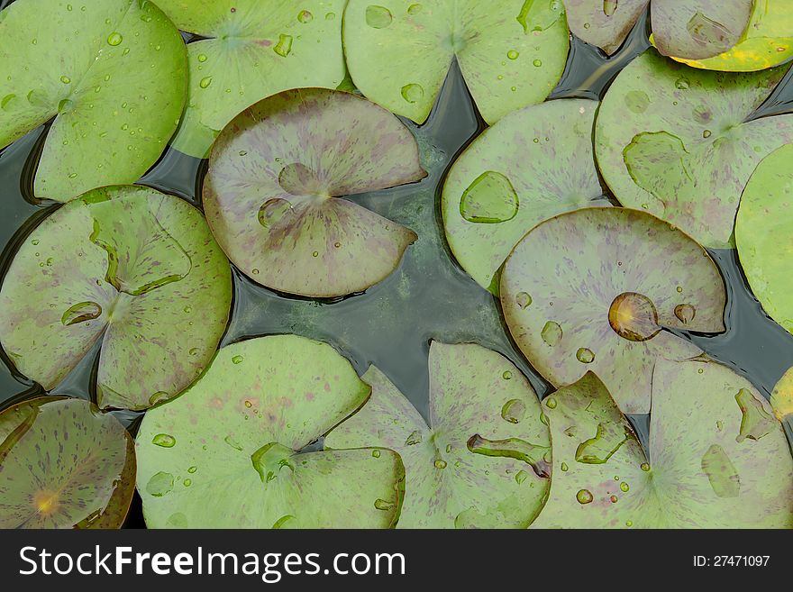 Lotus leaf and drops in pond.