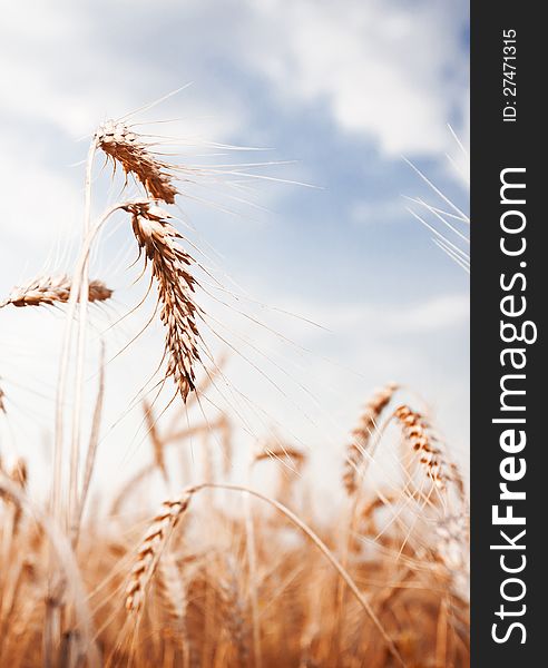 Golden wheat ear on a blue sky with clouds