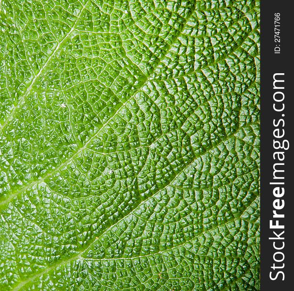 Texture Of A Green Leaf