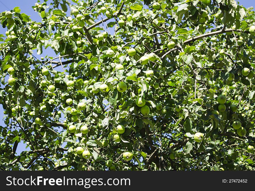 Green apples on the tree. Green apples on the tree