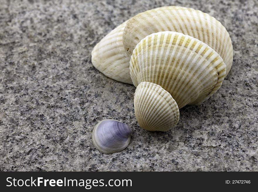 A set of different shells.