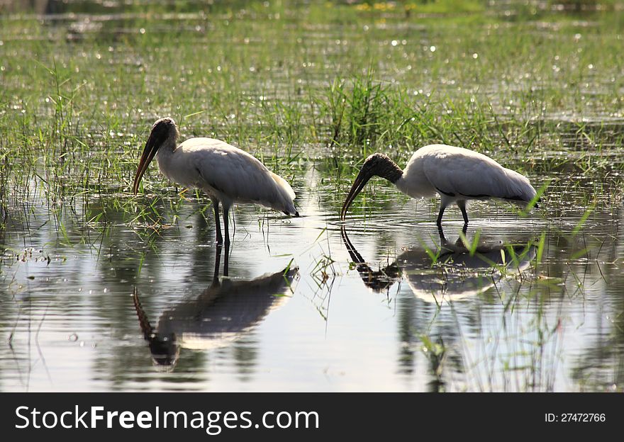 Silhouette and reflection of 2 Wood Storks in a southern Florida marsh. Silhouette and reflection of 2 Wood Storks in a southern Florida marsh.