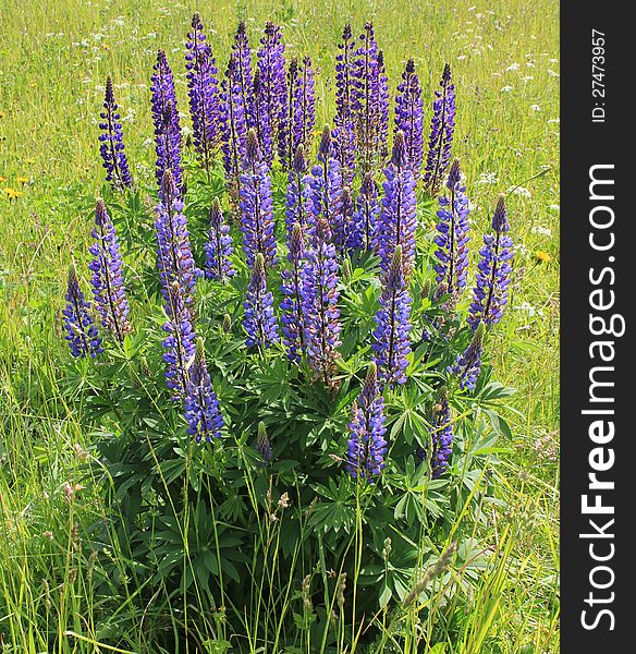 Lupin (Lupinus polyphyllus) blossom in the meadow. Lupin (Lupinus polyphyllus) blossom in the meadow