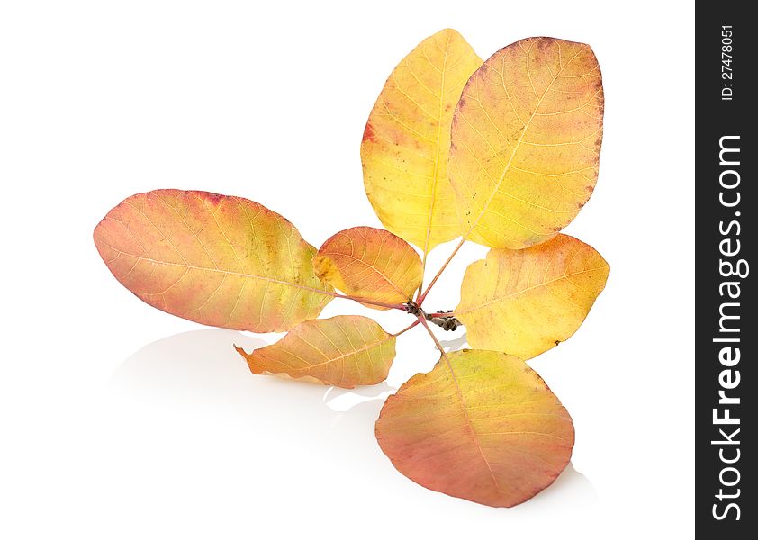 Branch with autumn leaves  on white background