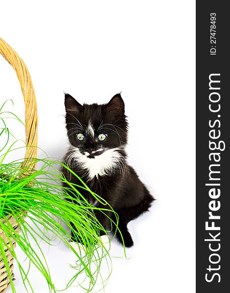 Kitten and the grass in the basket, isolated on white. Kitten and the grass in the basket, isolated on white