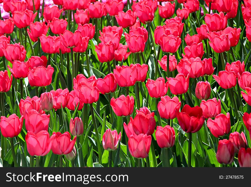 A field of Dutch bright red tulips