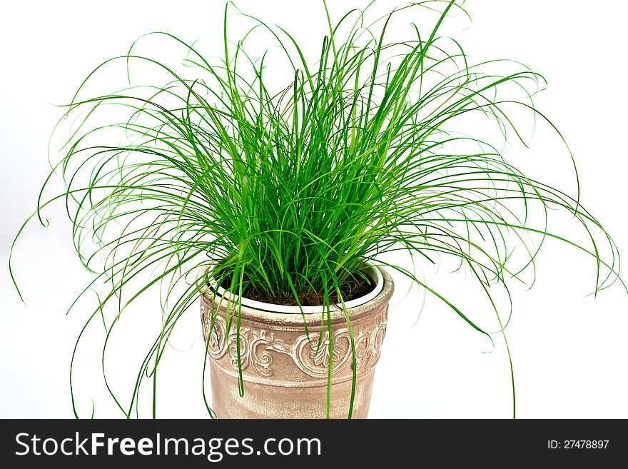 Curly grass in a pot, isolated