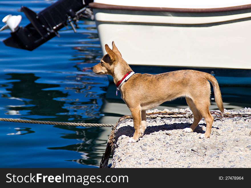 Dog looking at the sea in the harbor. Dog looking at the sea in the harbor