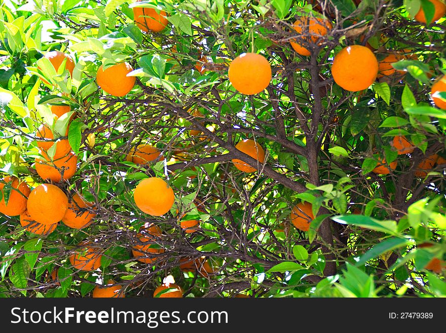 Orange tree loaded with fresh fruit ready to pick