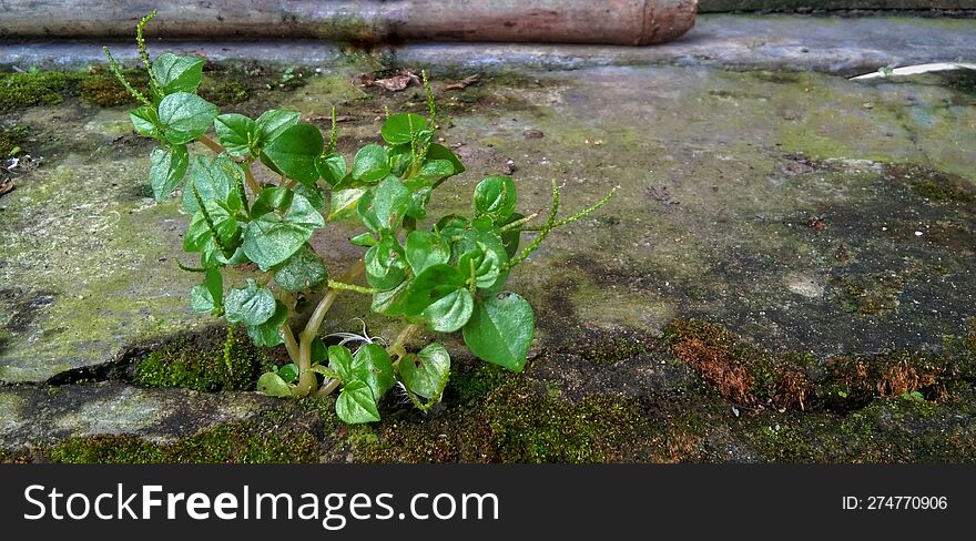 Peperomia Pellucida is a small, shallow annual root that is easy to find growing wild on the banks of waterways or dams and parks. Size is 15 to 45 cm. The stems are succulent, bright, fleshy, as are the rather thick but tender leaves