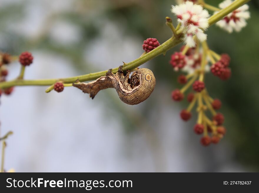 Mottled Umber Sitting on a plant