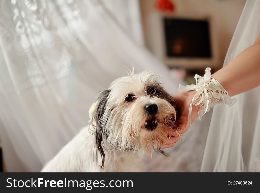 White shaggy dog stroking a woman's hand. White shaggy dog stroking a woman's hand