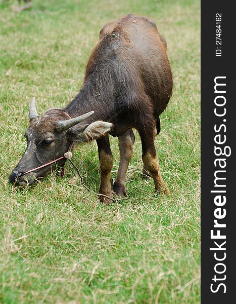 Thai buffalo in grass field