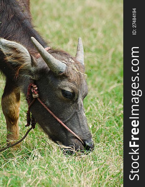 Thai buffalo in grass field