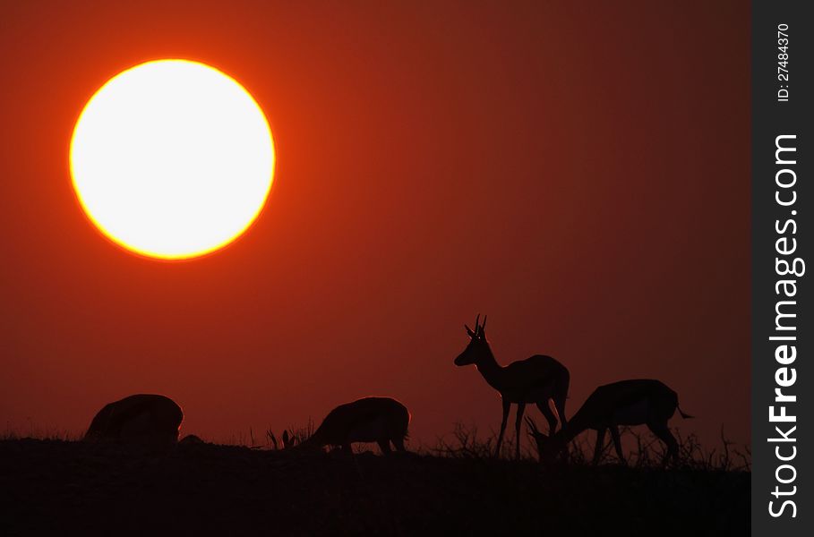 Springbok Sunrise