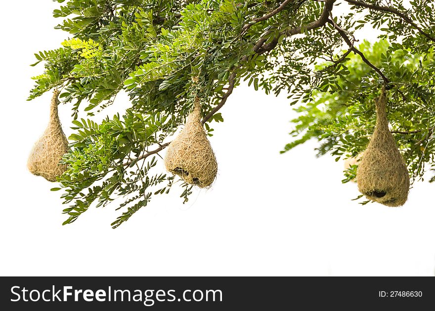 Baya weaver bird nest