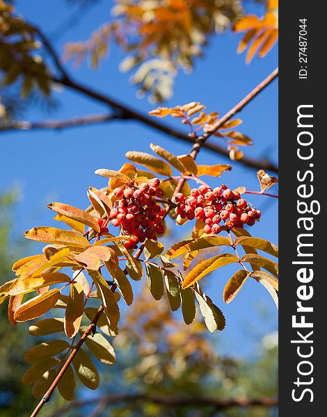 Autumn leaves and red berries on a background of blue sky. Autumn leaves and red berries on a background of blue sky.