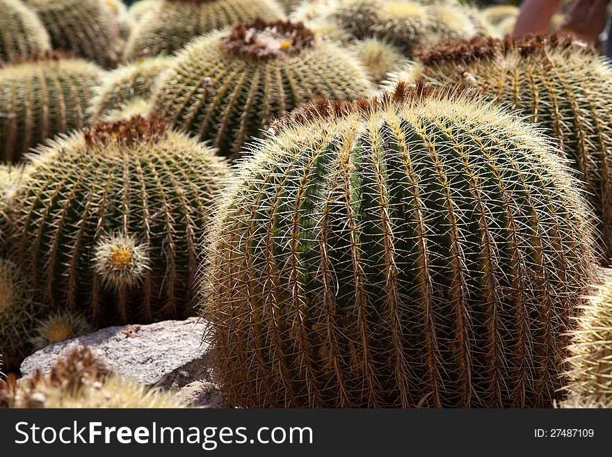 Echinocactus Cactus Garden in Blanes - Pinya de Rosa
