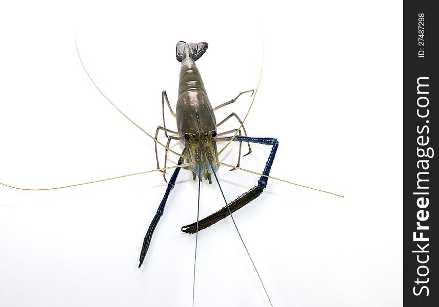 Giant Freshwater Prawn (Macrobra chium rosenbergii de Man) on white background