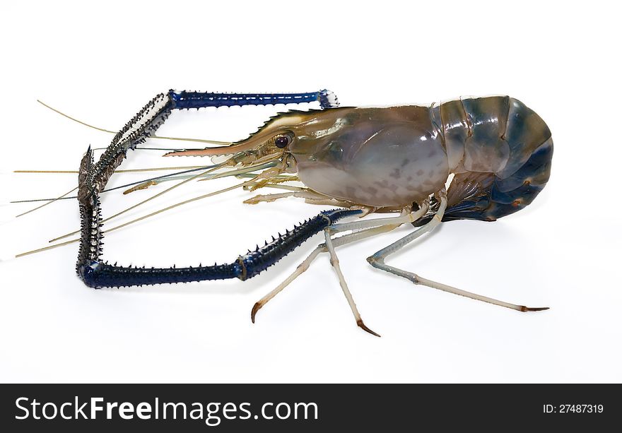 Giant Freshwater Prawn (Macrobra chium rosenbergii de Man) on white background