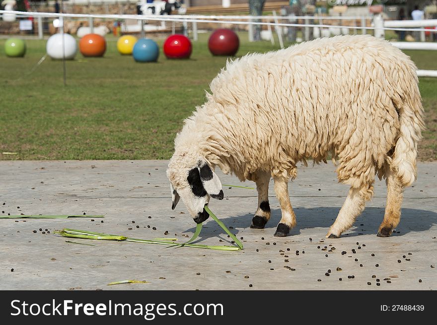 Sheep Eating Grass In The Farm