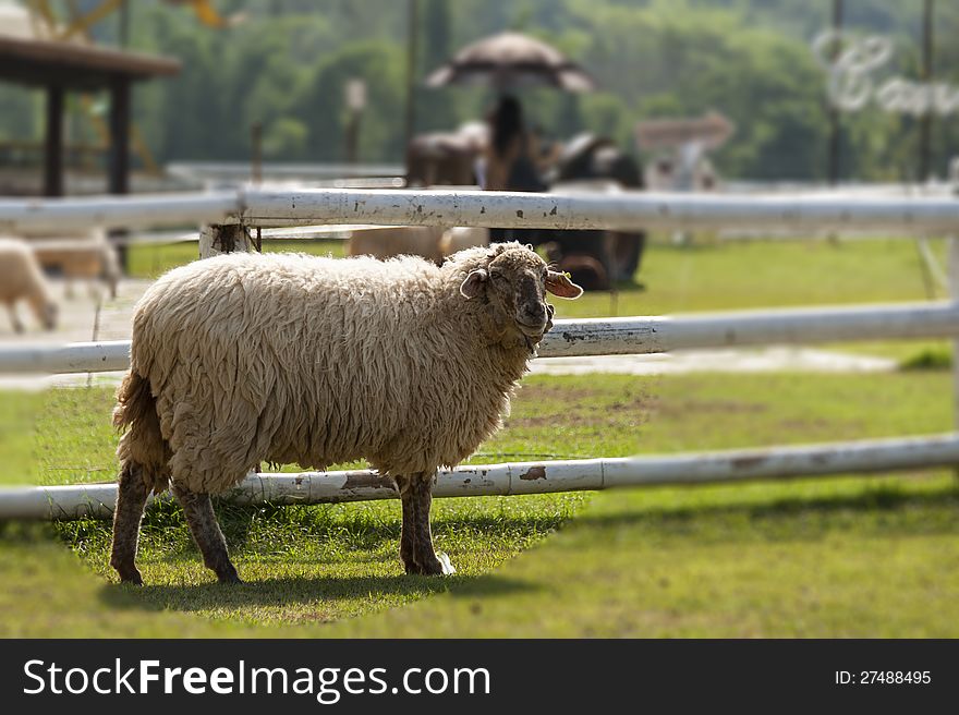 Lonely Sheep Standing Near The Fence Of Farm