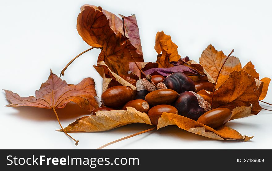 Different autumn decoration with leaf and nut in white