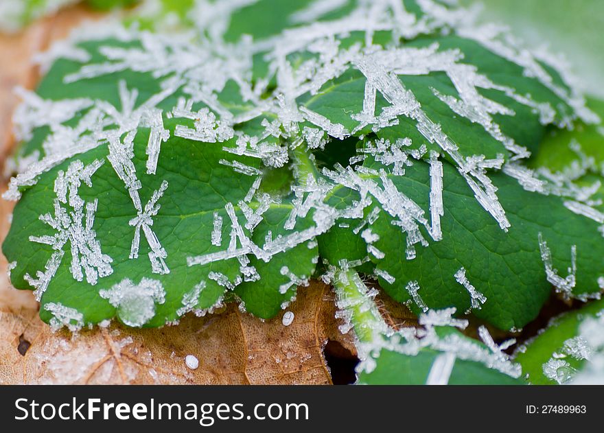 Icy morning dew in November