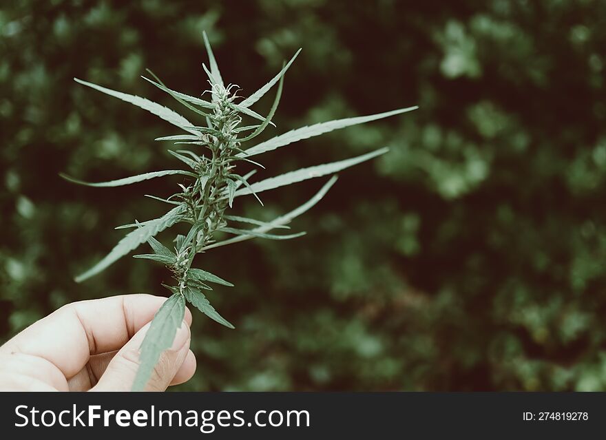 Marijuana Leaves On Hand