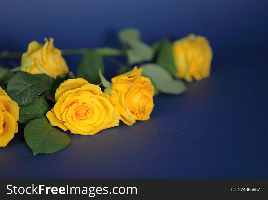 Yellow roses on a blue background